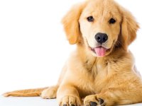 İskele Belediyesi sınırlarındaki köpeklere mikroçip takılıyor