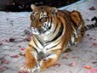 Hindistan'da kaplan dehşeti sürüyor