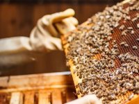 Arıcılar için önemli duyuru