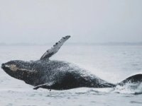 Kambur balina, çiftleşmek için üç okyanus aşıp rekor kırdı: Araştırmacılar endişeli