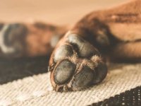 Çatalköy'de zehir uyarısı!