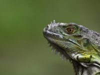 Tayvan'da "tarımı olumsuz etkileyen" 120 binden fazla iguana itlaf edilecek