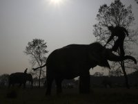 ABD mahkemesi fillerin insan olmadığına karar verdi