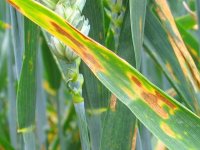 Tarım Dairesi: Tahıl arazilerinde yaprak hastalığı görüldü