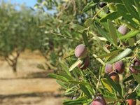 32 zeytin ve zeytin ürünü işletmesine kayıt belgesi verildi