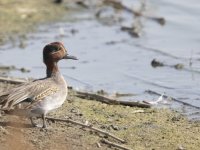 Ada genelindeki sayımda 72 türde 21 bin 592 su kuşu saptandı