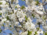 İlk cemre havaya düştü