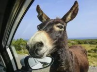 Karpaz'daki eşek katliamı: Bir zanlı serbest, üç zanlı tutuksuz yargılanacak