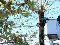 Gazimağusa’da trafikte tehlike arz eden ağaçların budaması yapılacak