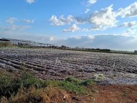Güney Kıbrıs’ta birçok ürün soğuktan zarar gördü
