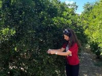 Doğaya 36 bin parazitoit bırakıldı