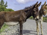 Karpaz Koruma Derneği, Dipkarpaz’a Enformasyon Dairesi açılmasını talep etti