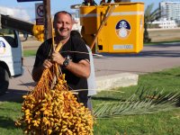 İskele Halk Plajındaki Hurmalar Toplandı