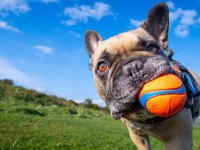 Köpekleri bu kadar çok sevmemizi bilim nasıl açıklıyor?