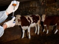 İskele Boğaziçi Köyü’nde Şap Hastalığı Şüphesi: Bakanlıktan Acil Tedbirler