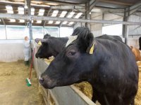 Şap Hastalığı Hakkında Merak Edilenler: Uzmanlar Alınması Gereken Önlemleri Anlattı