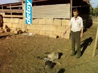 Başıboş Köpekler, Mağdur Ediyor