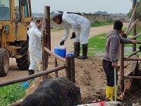 Şap.. Bir haftada 45 bin 214 büyükbaş aşılandı