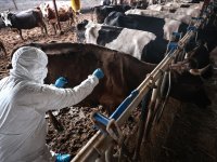 Şap hastalığına karşı 57 bin 576 doz aşı yapıldı