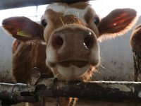 Tarım Bakanlığı: Şap hastalığıyla mücadelede aşılama, karantina ve denetimler sürdürülüyor