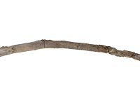 430 bin yıllık değnek bulundu