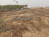 İskele'de Orman Talanına Dur Denmeli! Kira Sözleşmesi Derhal İptal Edilmelidir