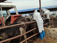 Şap hastalığına karşı mücadele sürüyor