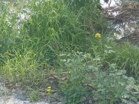 Lefke Çevre ve Ekoloji Derneği: Gemikonağı Deresi’ni kaplayan foseptik kirliliği üç aydır olduğu gibi duruyor