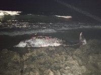 Tatlısu’da 5 metre uzunluğundaki erkek gagalı balina karaya vurdu!