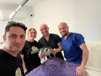 Yaralı Deniz Kaplumbağası Meritta İle Hayata Tutundu