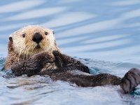 İngiltere banknotlarına yerli yaban hayatı geliyor