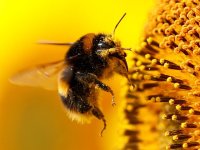 Araştırma: Arılar gerçekten sayı sayabiliyor