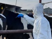 Şap, Limasol’a da sıçradı