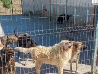 Gazimağusa Belediyesi, son beş yılda 600’ü aşkın hayvanı kısırlaştırdı