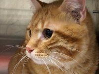 Kaybolan kedi, 10 yıl sonra evine geri döndü