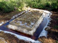 Orman Dairesi : “Ağaçlardaki kuruma, Çam kese böceği kaynaklı değil”