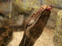 Endonezya'da piton dehşeti