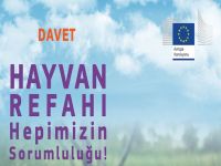 Avrupa Komisyonu ev hayvanlarının refahı ile ilgili panel düzenliyor