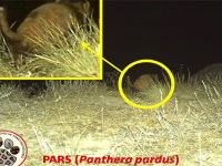 İlk kez doğal ortamda görüntülendi