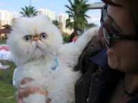 "En cazibeli ve yakışıklı" kediler yarıştı