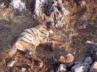 Çizgili sırtlanlar GPS ile izlenmeye başlandı