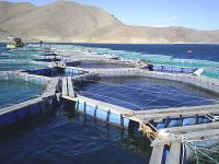 Balık çiftlikleri çevre dostu olacak