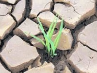 Kıbrıs çölleşiyor!