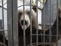 O ülke hayvanat bahçelerini kapatıyor!