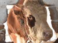 Bu sığır tam 800 kilo!