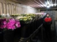 Filistin'in barış elçileri karanfiller