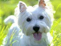 Hamitköy'de köpek hırsızlığı!