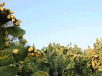 Tarım Dairesi'nden yalanlama geldi!