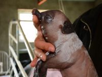 Fil görünümlü Domuz herkesi şaşırttı