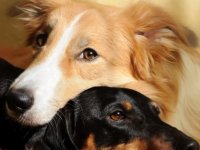 Can dostlarımız üzüntümüzü paylaşıyor.